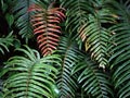cloud forest
