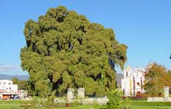 tule tree oaxaca