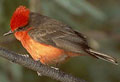 birding oaxaca